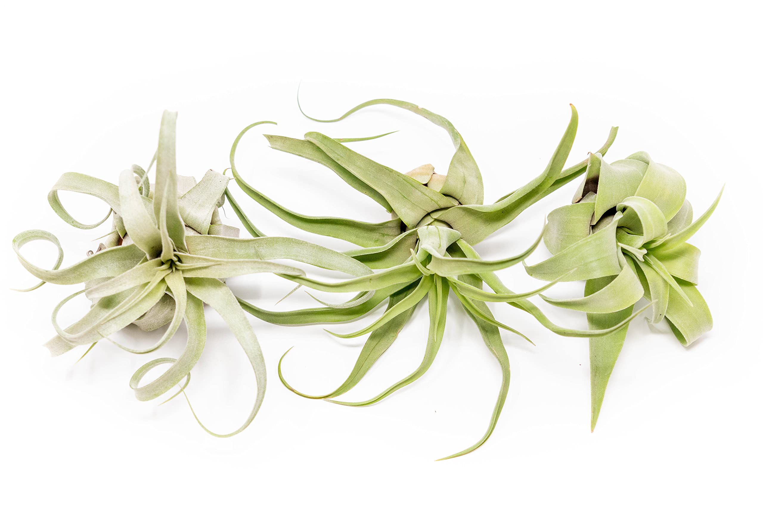 3 Pack Medium Air Plants Streptophylla - Live Tillandsia Succulent House Plants - Available In Wholesale And Bulk - Home And Gar