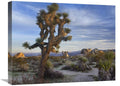 Global Gallery Joshua Tree, Joshua Tree National Park, California-Canvas Art-24 x18 