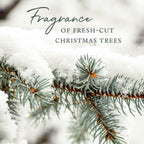 Thymes Luminary Frasier Fir Candle - Scented Candle - Luxury Home Fragrance - Home Decor & Bathroom Accessories - Frasier Fir Pi