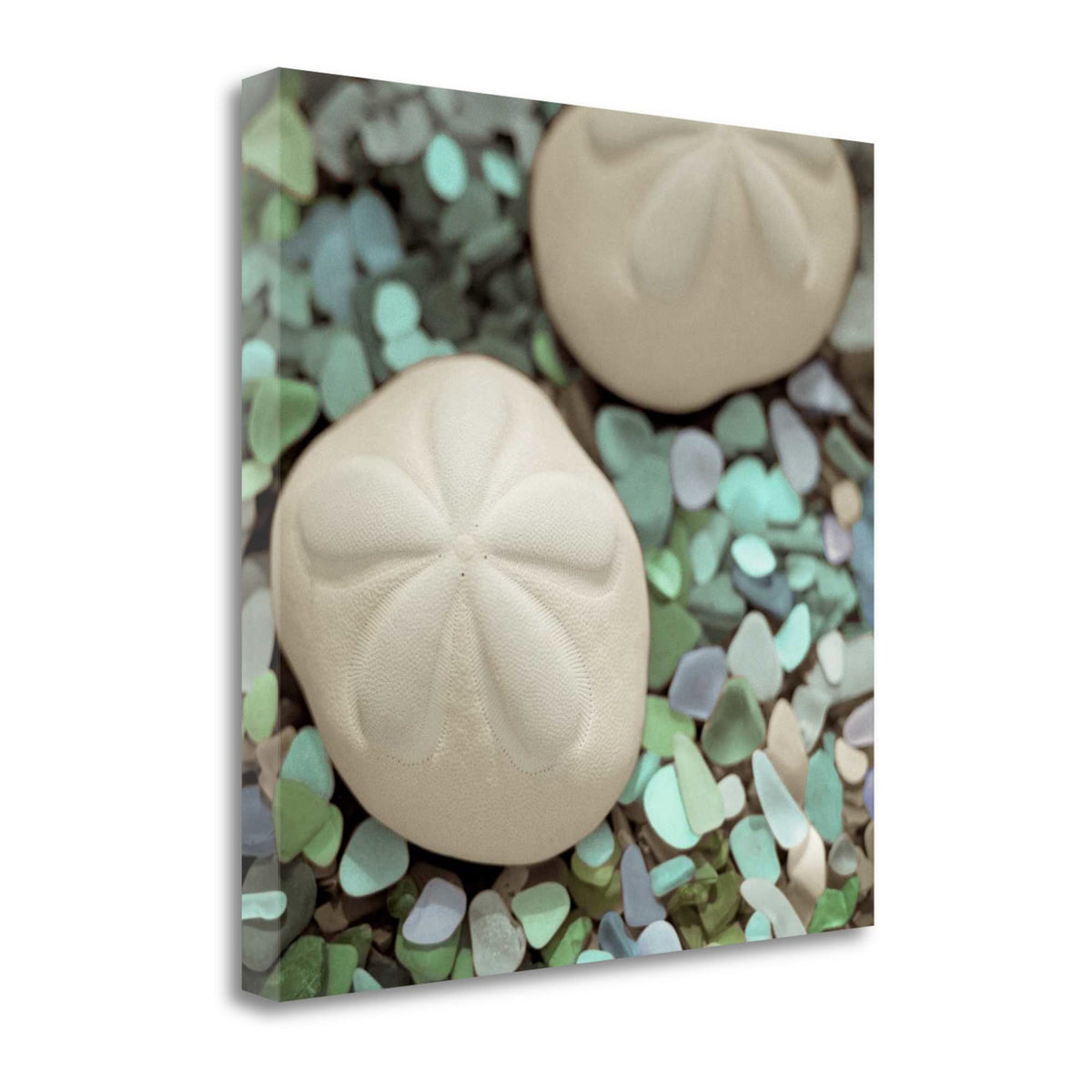 12' Two Sandollars and Seaglass 1 Giclee Wrap Canvas Wall Art