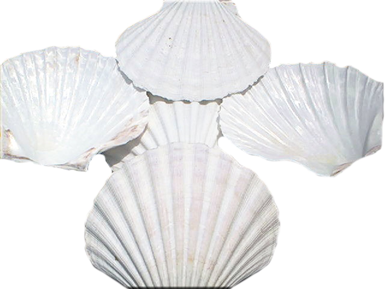 Set of 24 Large White Baking Scallop (3.5-4) Restaurant Quality Real Seashells Beach Wedding Coastal Crafts and Decor