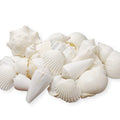 Tumbler Home Mix of White Seashells - Set includes 1 Pound White Shells up to 3 inches - Home Decor, Vase Filler, Wedding Center
