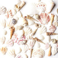 Super Z Outlet Sea Shells Mixed Beach Seashells - Various Sizes up to 2 Shells -Bag of Approx. 50 Seashells