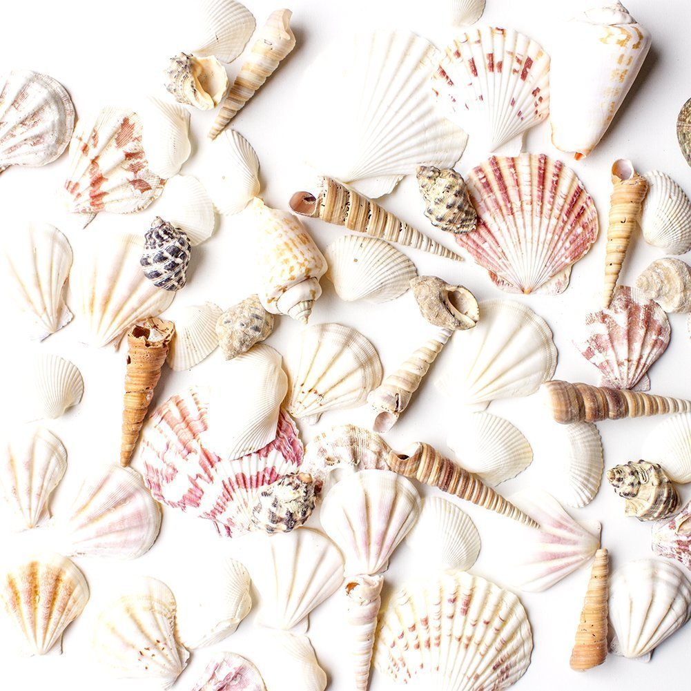 Super Z Outlet Sea Shells Mixed Beach Seashells - Various Sizes up to 2 Shells -Bag of Approx. 50 Seashells