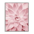 Stupell Industries Pastel Pink Succulent Gray Framed Giclee Art Design by Sisi and Seb