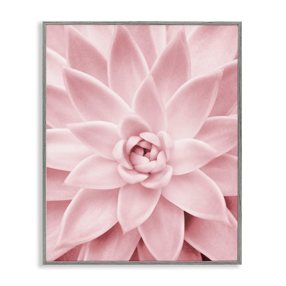 Stupell Industries Pastel Pink Succulent Gray Framed Giclee Art Design by Sisi and Seb