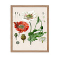 Poster Master Vintage Botanical Poster - Retro Floral Illustration Print - Gift for Artist, Friend - Opium Poppy, Papaver Somnif