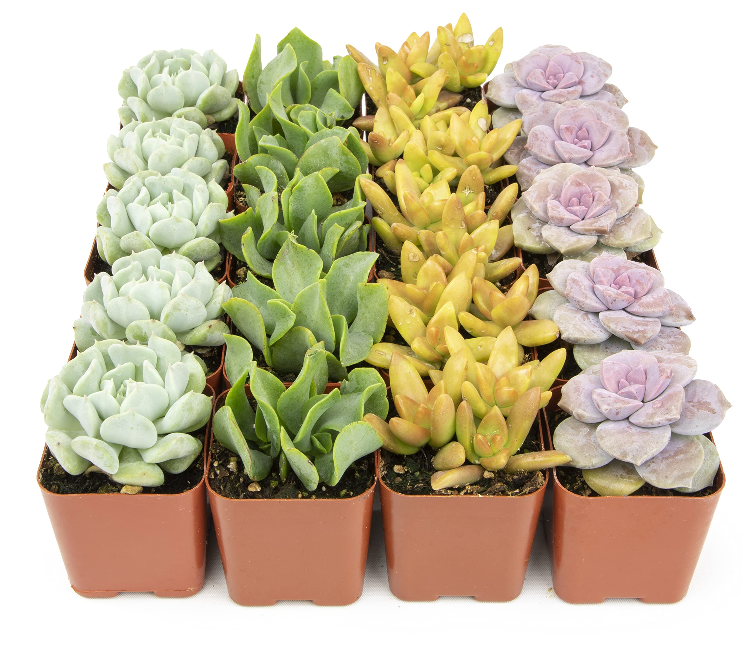 Succulents Plants Live (20Pk) Potted Succulent Plants Live House Plants, Cactus Plants Live Plants Indoor Plants Live Houseplant