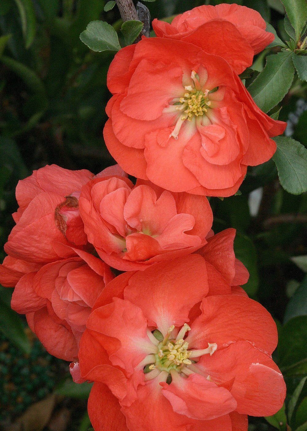 Double Take Orange - Ppaf - Flowering Quince - 4' Pot - Proven Winners