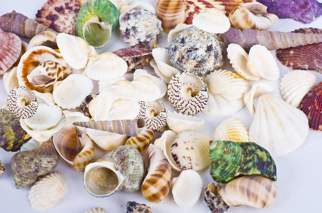 80~85Pcs Sea Shells Mixed Beach Seashells For Beach Theme Party Wedding Decorations Diy Crafts Candle Making Fish Tank Vase Fill