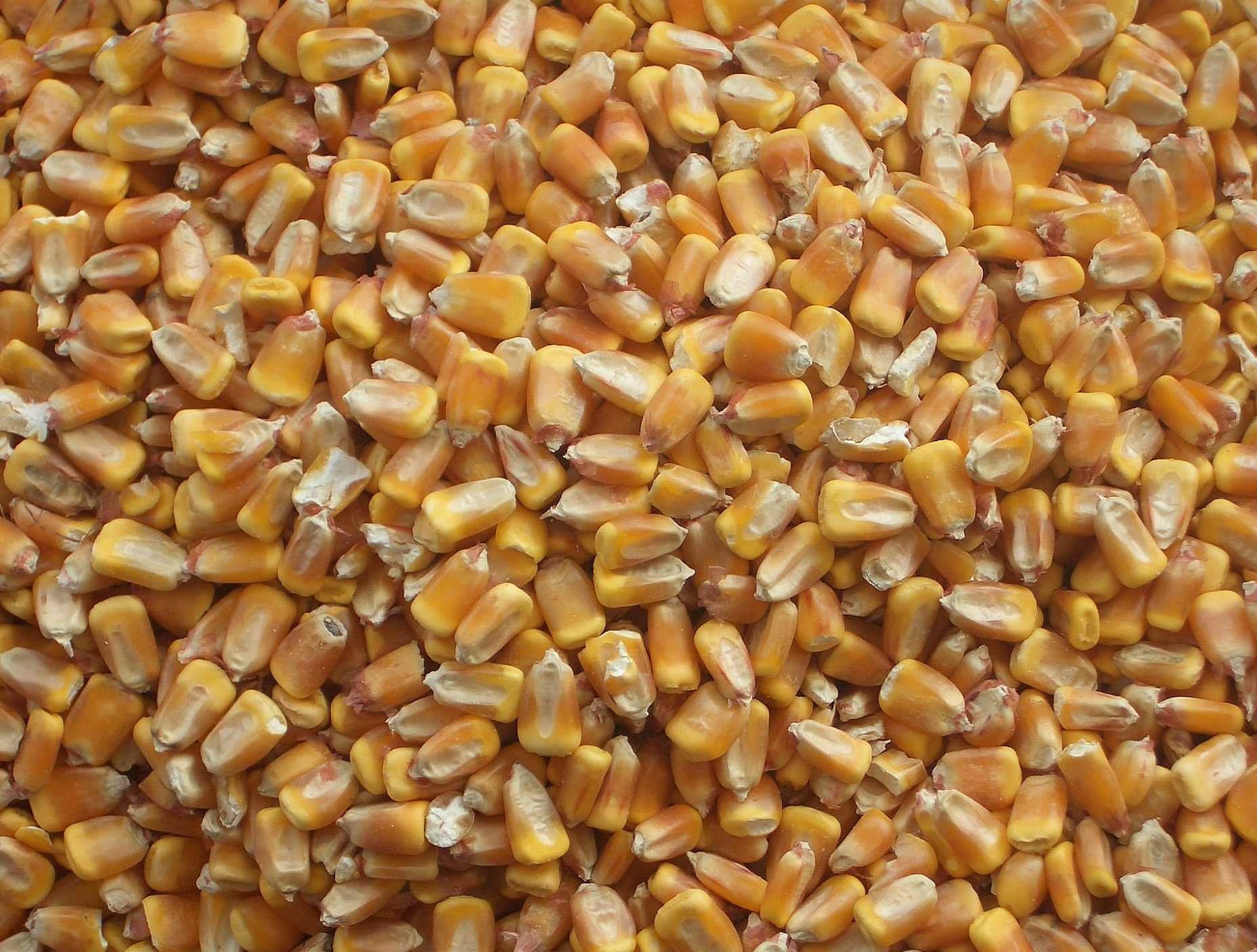 Bulk Whole Corn For Wildlife Feeding (1, 10 Pounds)