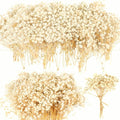 90+Pcs Mini Dried Babys Breath Flowers, 4700+ Ivory White Baby Breath Flower Bulk, Dried Flowers for Crafts, Wedding Decor Boho 