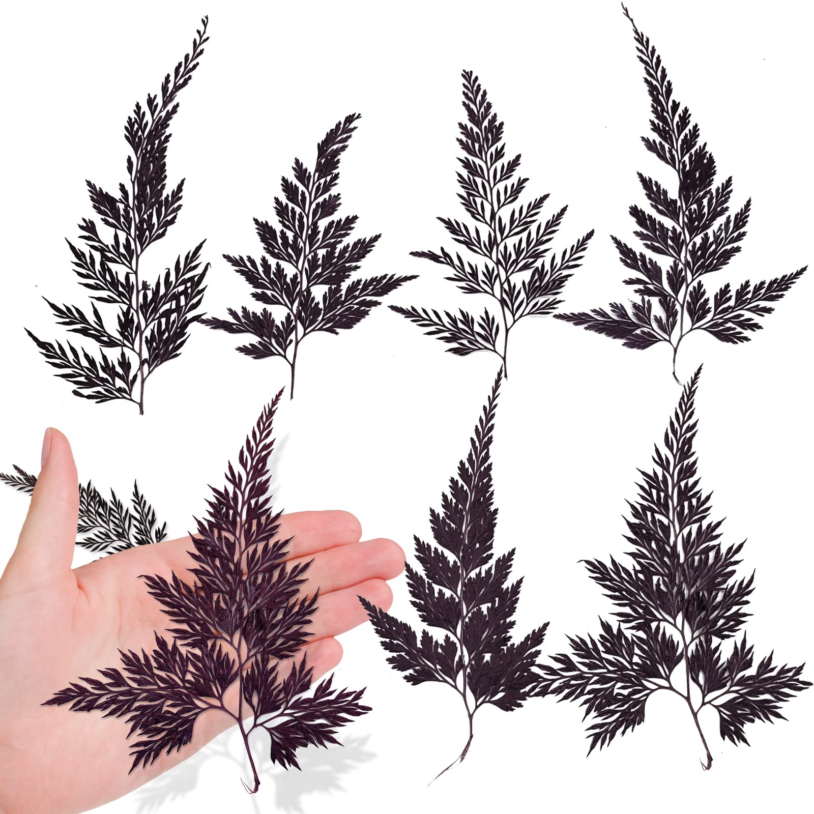 ALJ 42PCS Pressed Ferns Leaves, Natural Purple Dried Ferns Leaves Plant Pressed Leaf for Resin Art DIY Craft Embellishment Decor