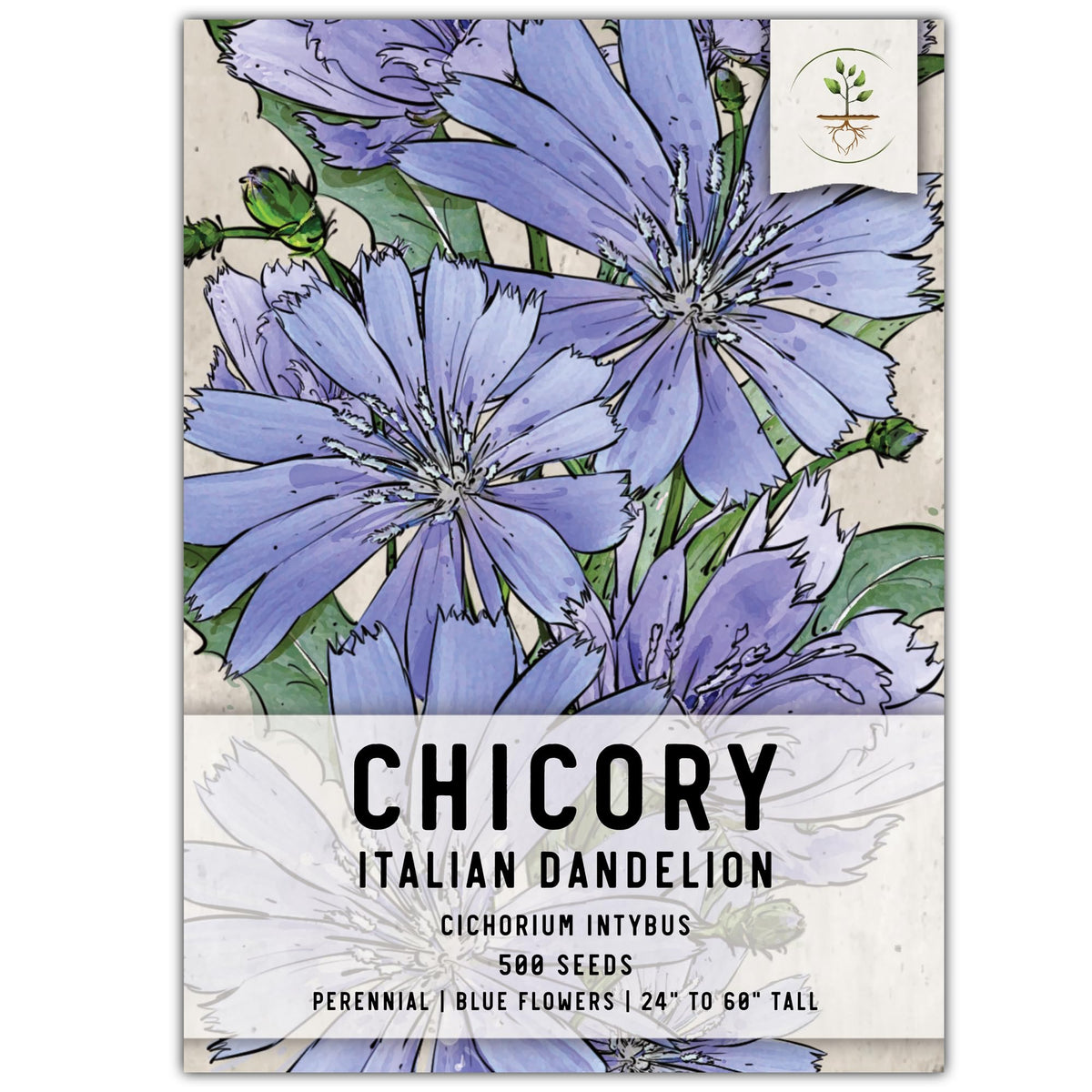 Seed Needs, Chicory Seeds - 500 Heirloom Seeds For Planting Cichorium Intybus - Non-Gmo & Untreated, Italian Dandelion (1 Pack)
