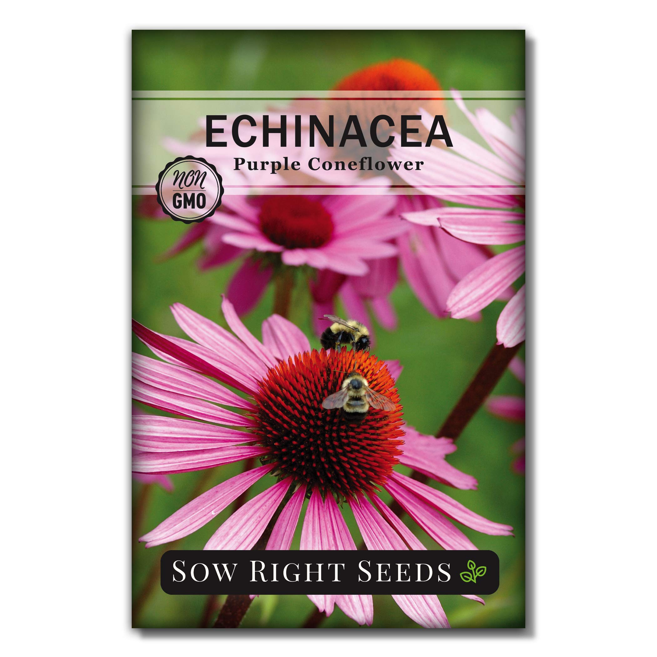 Sow Right Seeds - Purple Coneflower/Echinacea Flower Seeds For Planting - Non-Gmo Heirloom Seed - Full Instructions To Plant An