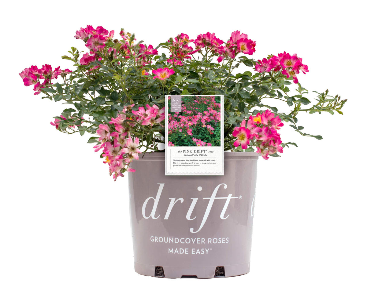Drift Roses - Rosa Pink Drift (Rose) Rose, Pink Flowers, #2 - Size Container