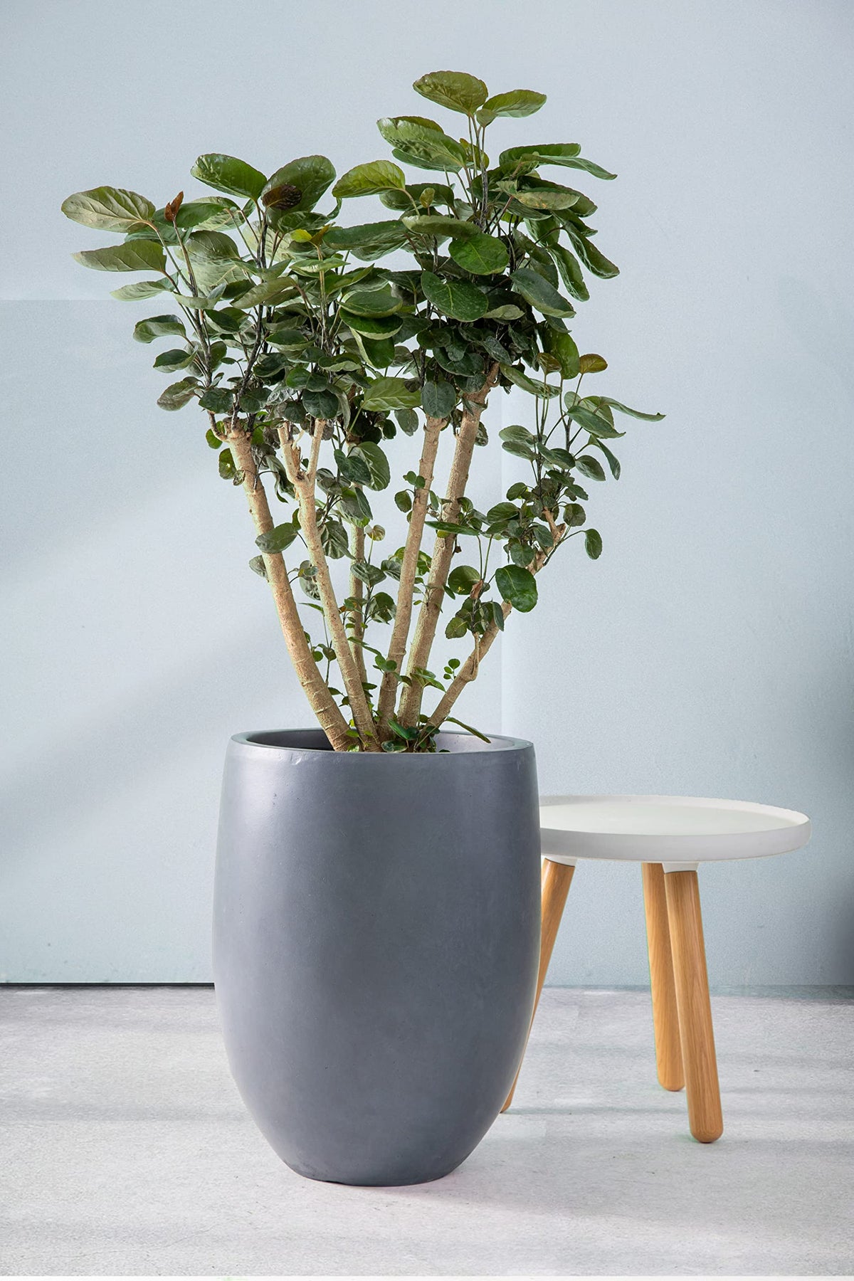Kante Ac0066A-60121 Concrete Large Outdoor Indoor Planters, Decorative Pots With Drainage Holes, Modern Round Taper Style For Ho