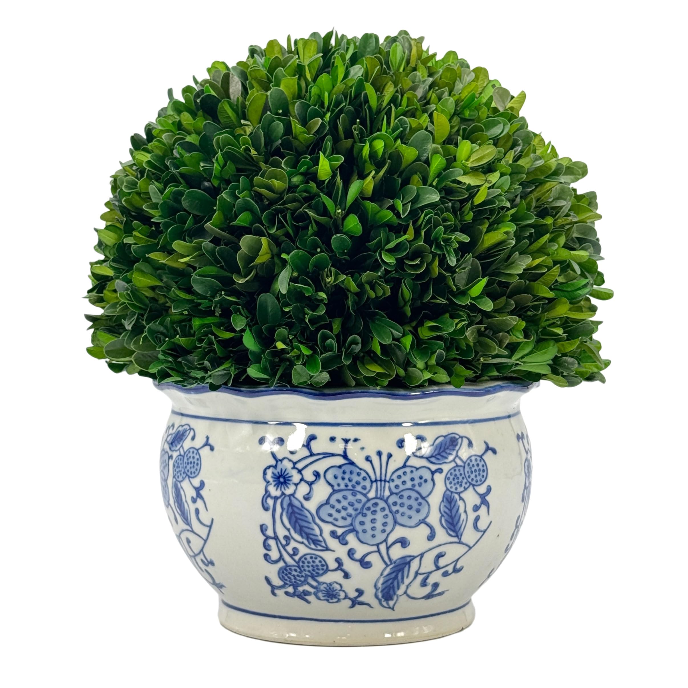 Galt International 11 Naturally Preserved Real Boxwood Ball in Hand-Painted Round Bulb Blue & White China Pot Planter Green Indo
