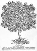 Kermes Oak Tree N(Quercus Coccifera) Native To Southern France The Kermes Was Used To Produce Scarlet Dye Poster Print by (24 x 