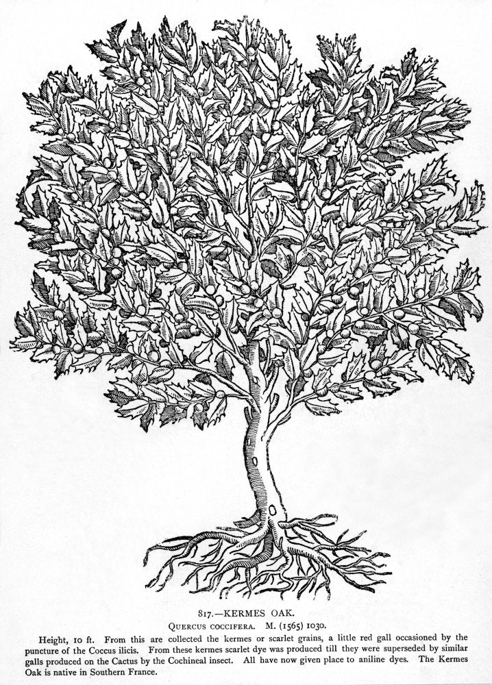 Kermes Oak Tree N(Quercus Coccifera) Native To Southern France The Kermes Was Used To Produce Scarlet Dye Poster Print by (18 x 