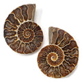 KALIFANO Extinct Natural Polished Ammonite Shell Pair Fossil Stone - Mineral from Madagascar with Feng Shui Healing Properties T