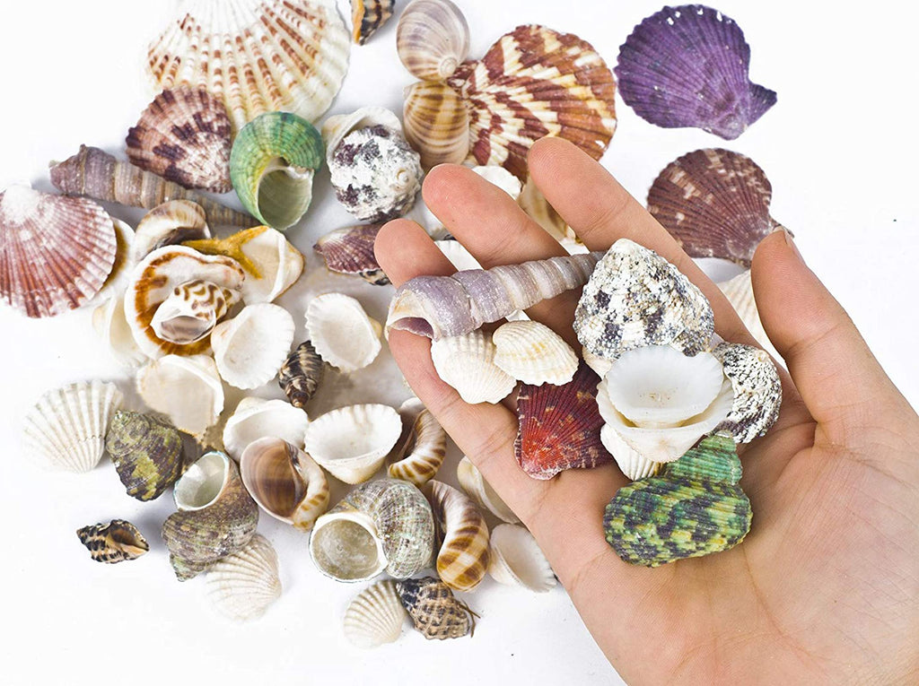 80~85Pcs Sea Shells Mixed Beach Seashells For Beach Theme Party Wedding Decorations Diy Crafts Candle Making Fish Tank Vase Fill