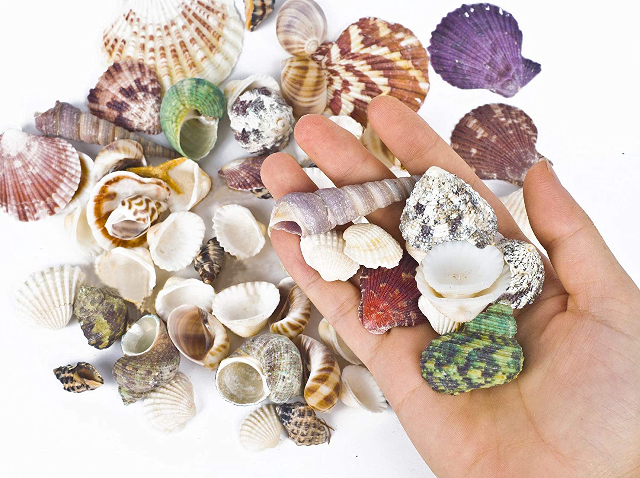 80~85Pcs Sea Shells Mixed Beach Seashells For Beach Theme Party Wedding Decorations Diy Crafts Candle Making Fish Tank Vase Fill