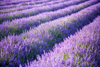 Lovenimen Artificial Lavender Flowers Bouquet In Purple, Fake Plant For Home Decor, Wedding, Garden, Office, Patio Decoration, P