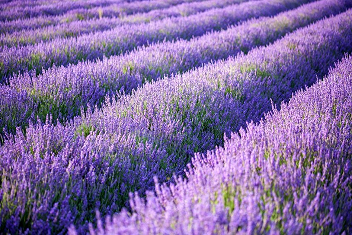 Lovenimen Artificial Lavender Flowers Bouquet In Purple, Fake Plant For Home Decor, Wedding, Garden, Office, Patio Decoration, P