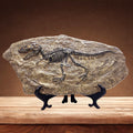 XINDAM Resin Tyrannosaurus Rex Dinosaur Fossil Statue Model Simulated Skeleton Home Office Display Decorative Craft Box Decorati