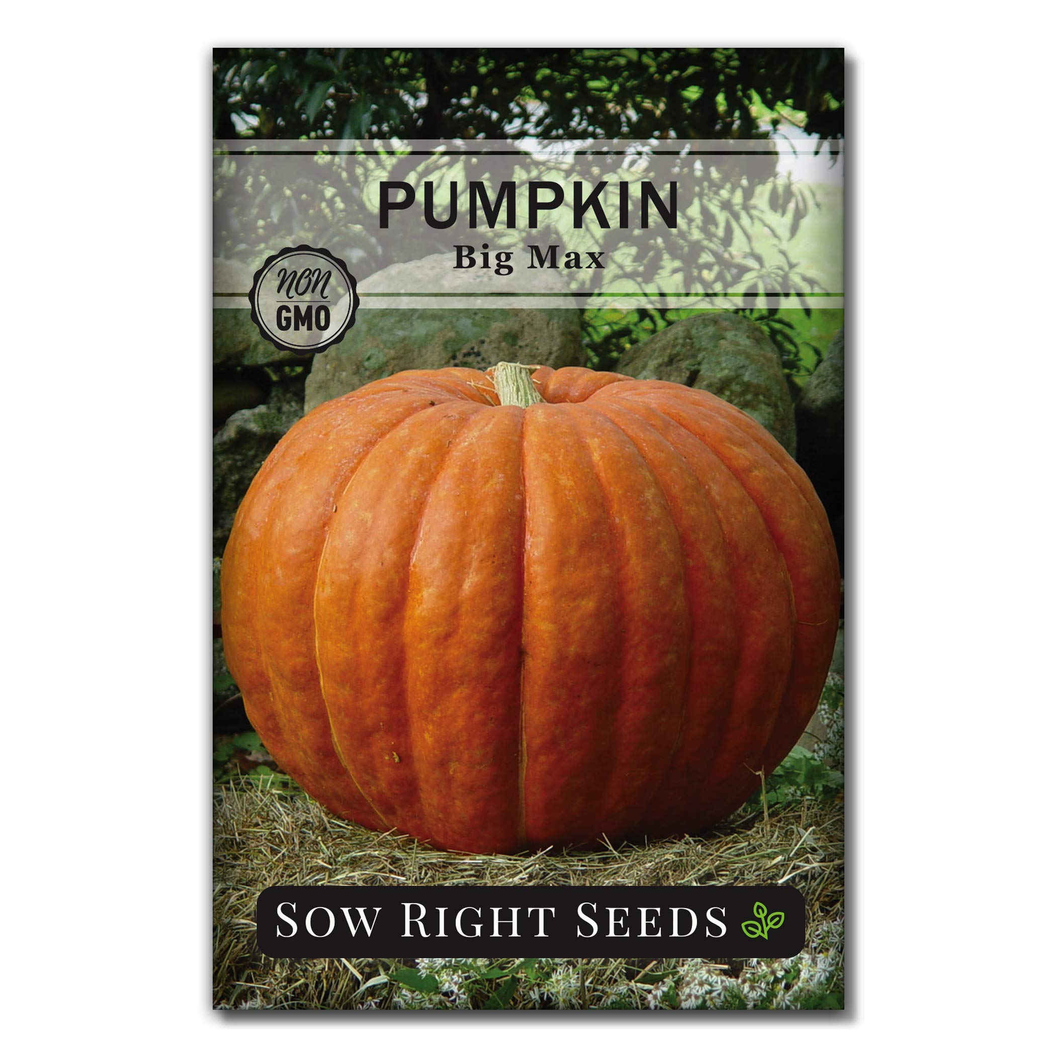 Sow Right Seeds - Big Max Pumpkin Seeds For Planting - Non-Gmo Heirloom Packet With Instructions To Plant A Home Vegetable Garde