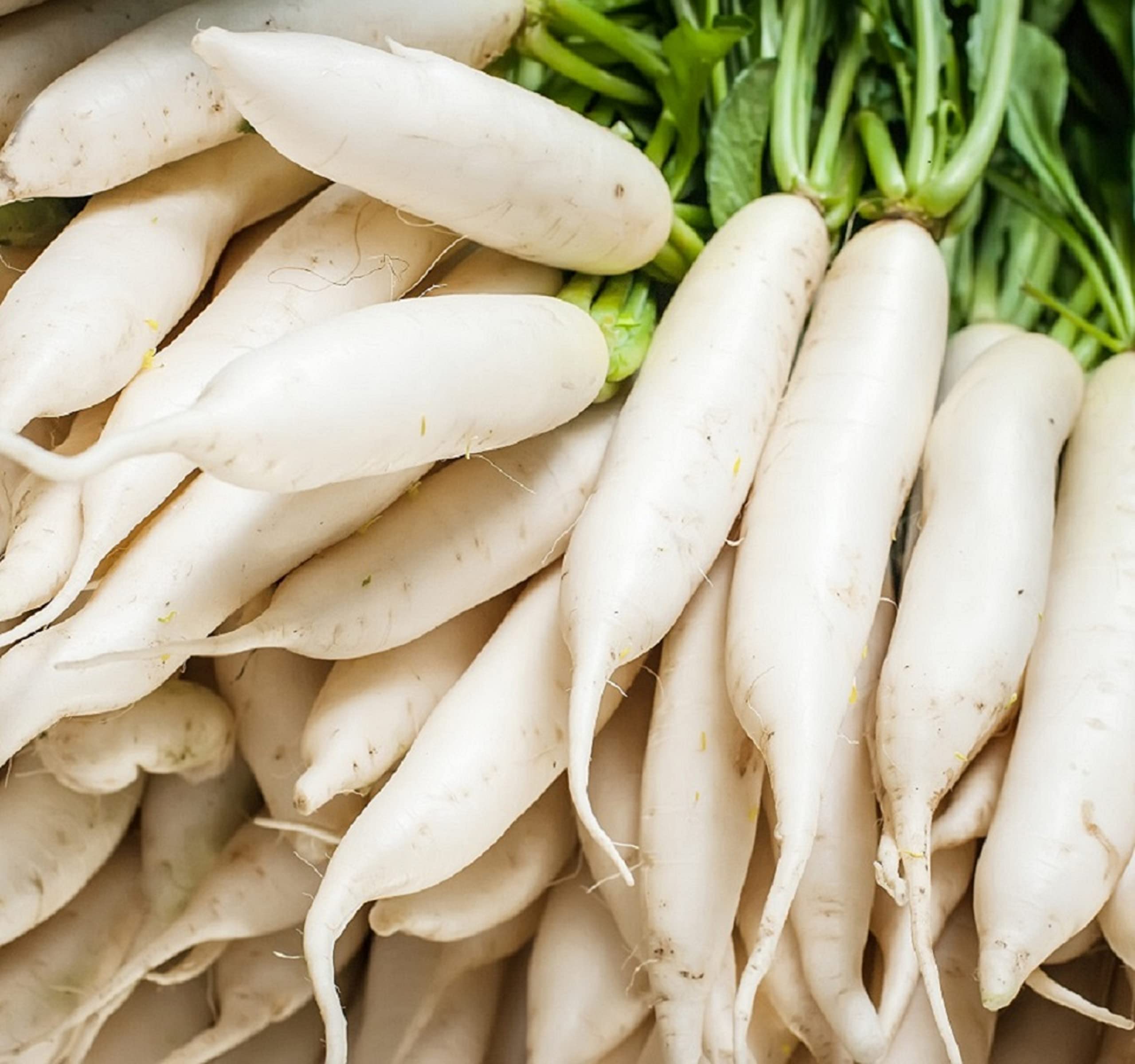 Japanese Daikon Radish Seeds For Planting - 100 Heirloom Non Gmo Seeds - Full Planting Instructions To Plant & Grow A Home Veget