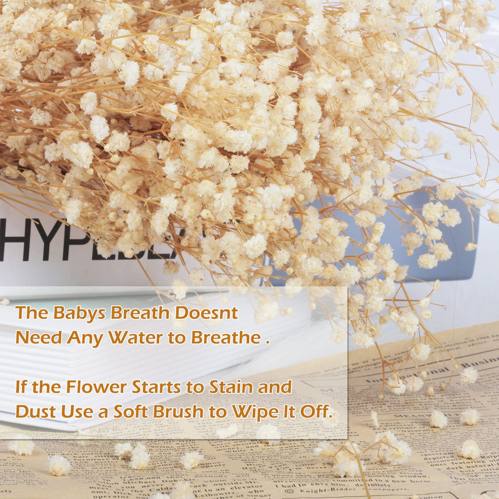 6000+ Dried-Babys-Breath-Flowers-Bouquet-17 Inch Ivory White Flowers, Natural Gypsophila Branches For Wedding, Diy Home Party De