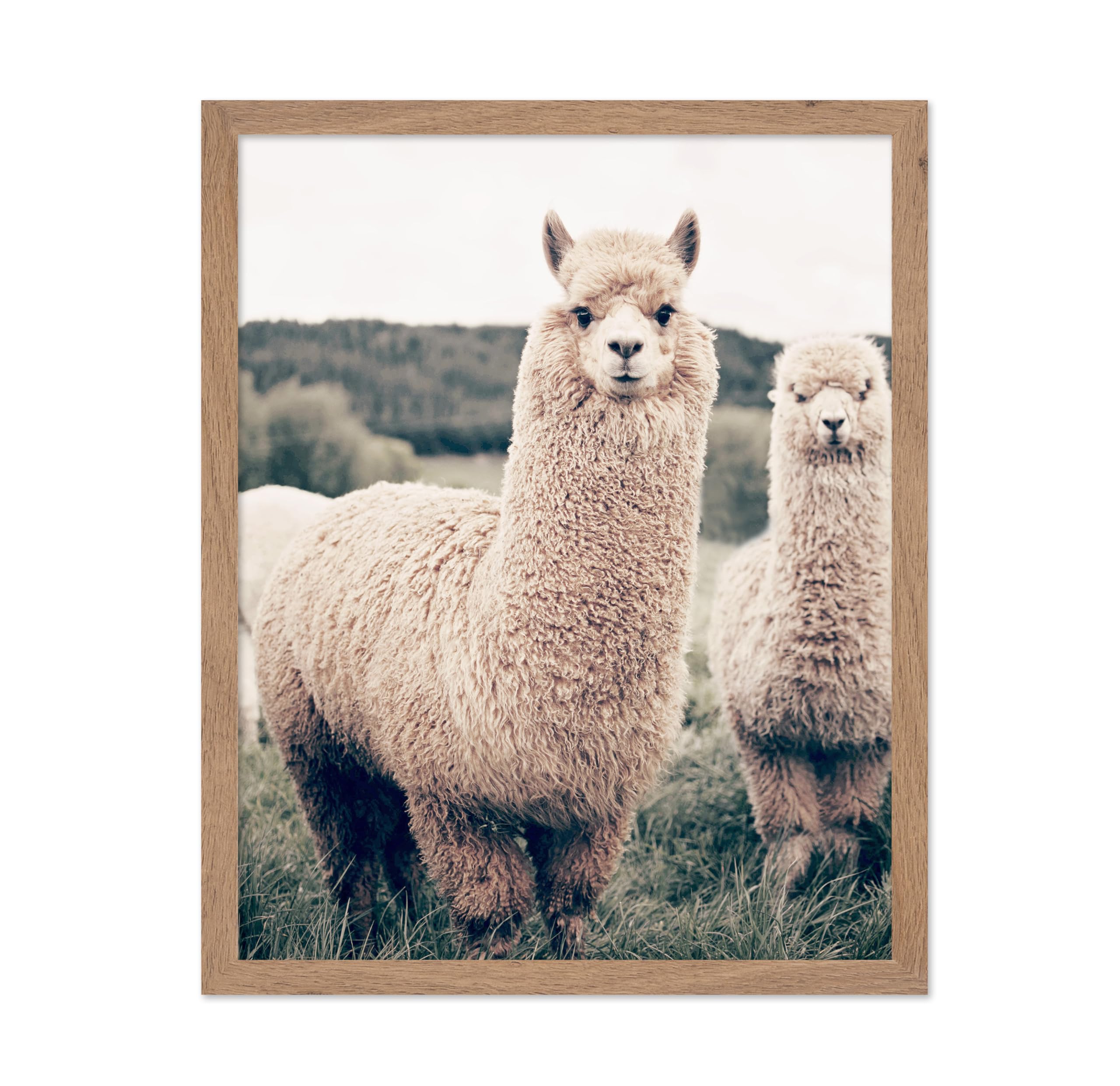 Poster Master Vintage Photograph Poster - Retro Nature Print - Gift for Artist, Friend - Alpaca, Farmhouse, Animal Lover, Boho -
