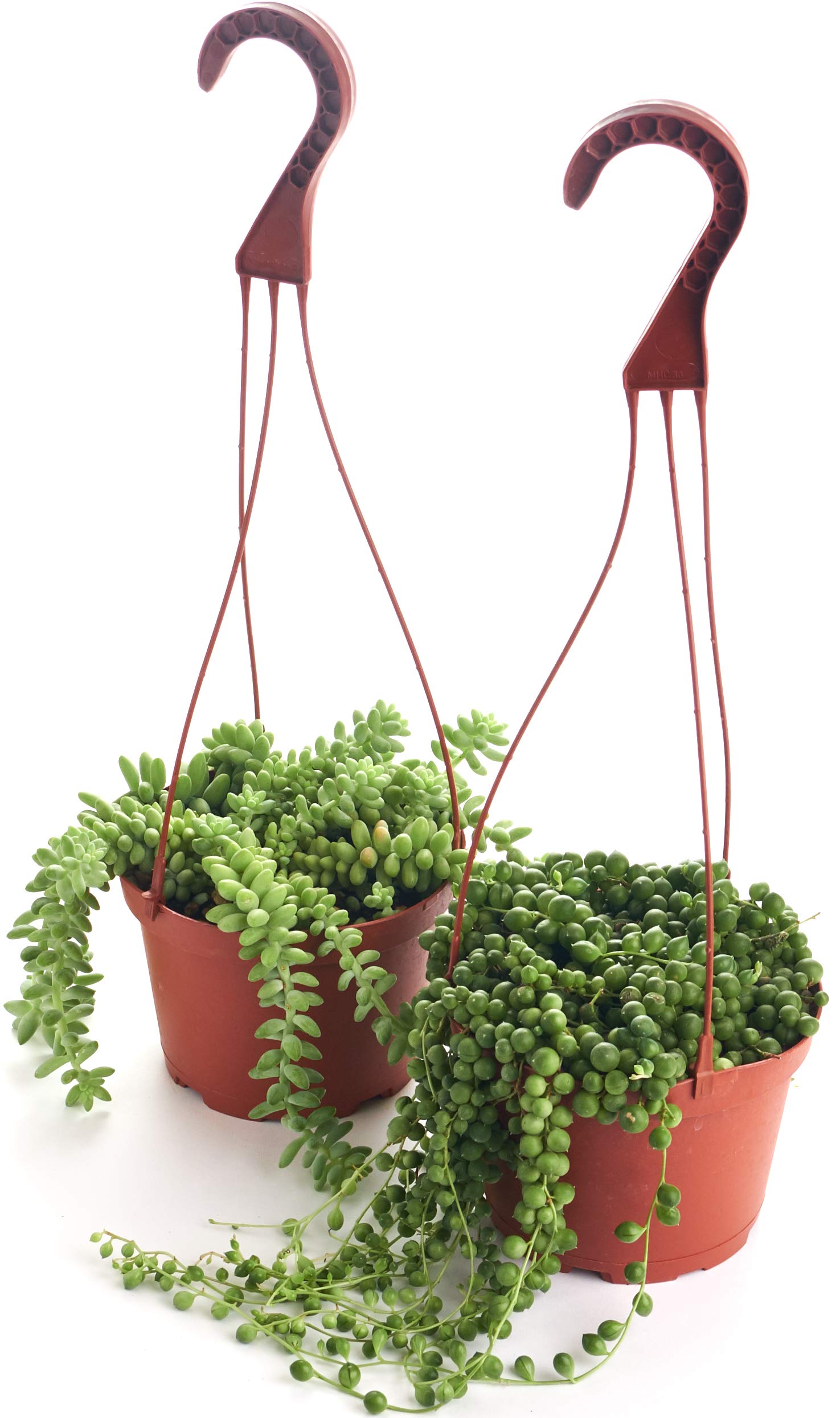 Shop Succulents 2 Pk-6 Hand Selected String Of Pearls & Burrito Sedum Variety Hanging Collection
