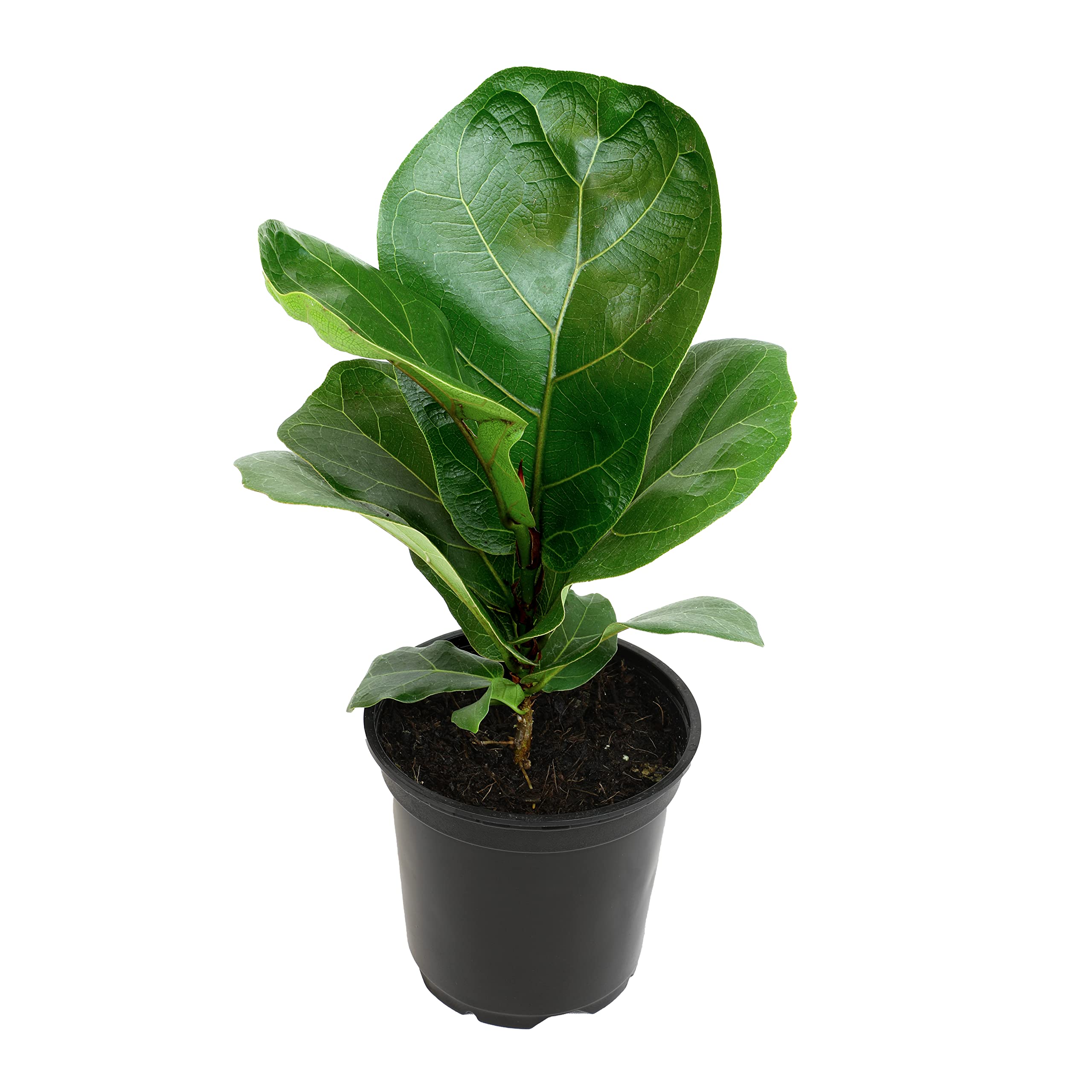 Ficus Lyrata Fiddle Leaf Fig Plant, House Plants Indoors Live Ficus Tree Live Plant, Fig Trees Live Plants Indoor Plants Live Ho