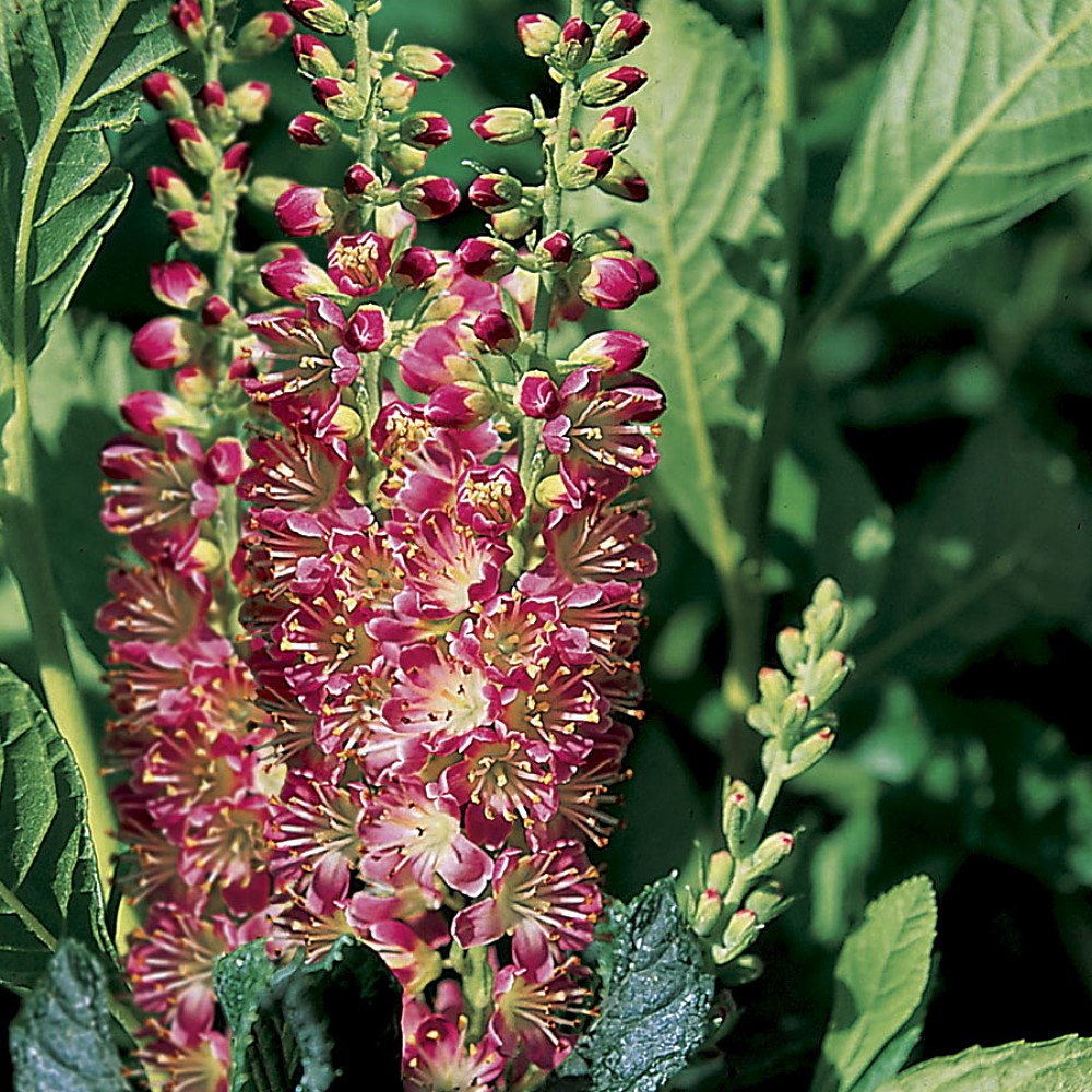 Ruby Spice Summersweet - Clethra Alnifolia - Fragrant - 4' Pot