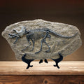 XINDAM Resin Triceratops Dinosaur Fossil Statue Model Simulated Skeleton Home Office Display Decorative Craft Box Decoration (St