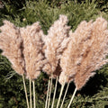 Sreed 20 Pcs 23 Inch Tall Fluffy Pampas Grass Xl Size Brown Dry Pompous Grass Decor Wedding Flower Boho Decor Natural Pompas Flo