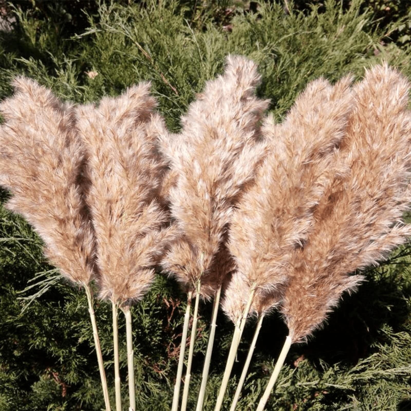 Sreed 20 Pcs 23 Inch Tall Fluffy Pampas Grass Xl Size Brown Dry Pompous Grass Decor Wedding Flower Boho Decor Natural Pompas Flo