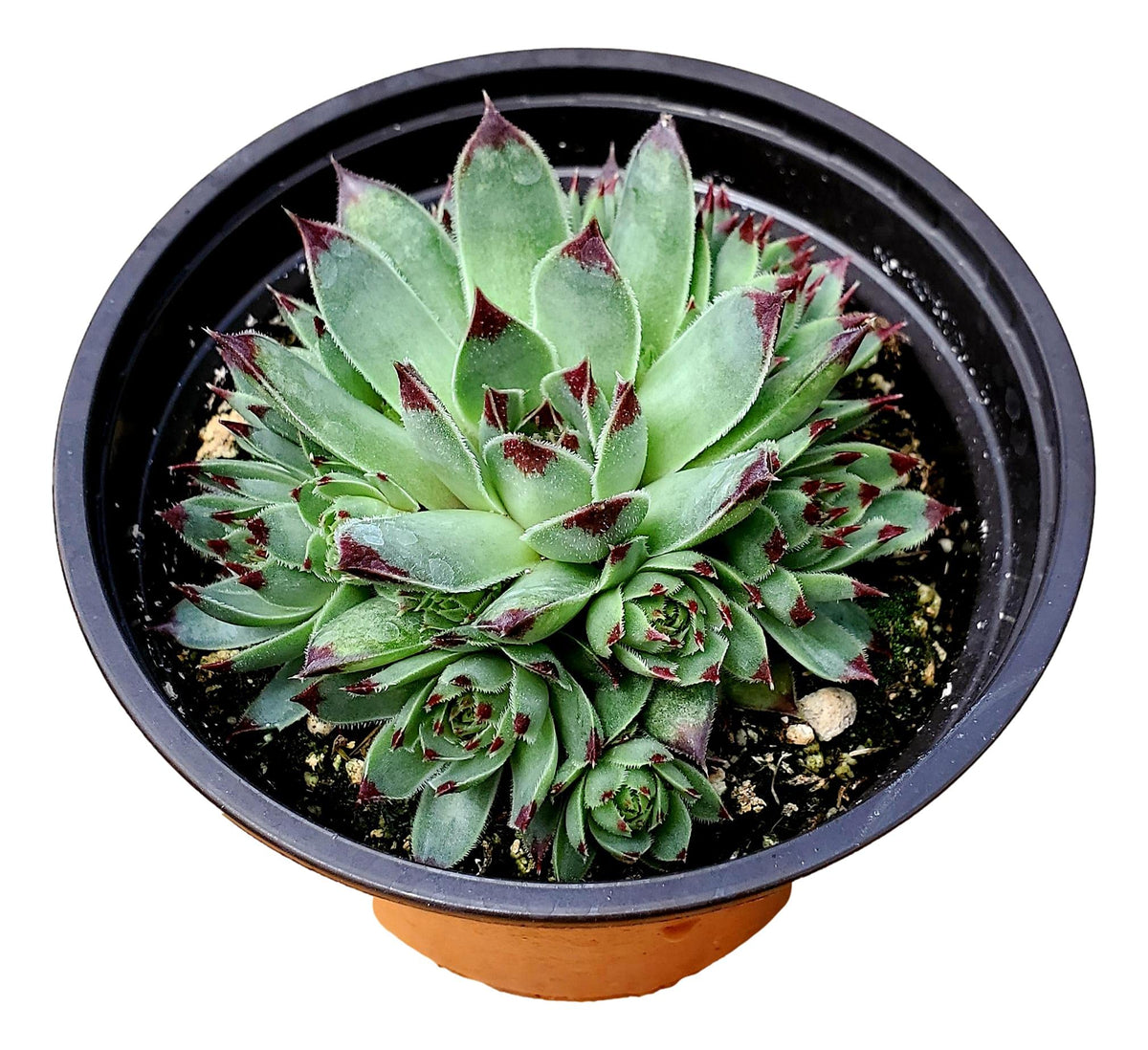 Sempervivium Calcareum In 4 Inch Starter Pot, Rare Live Succulent Plant Fully Rooted In Planter With Soil, Home Office Indoor Ou