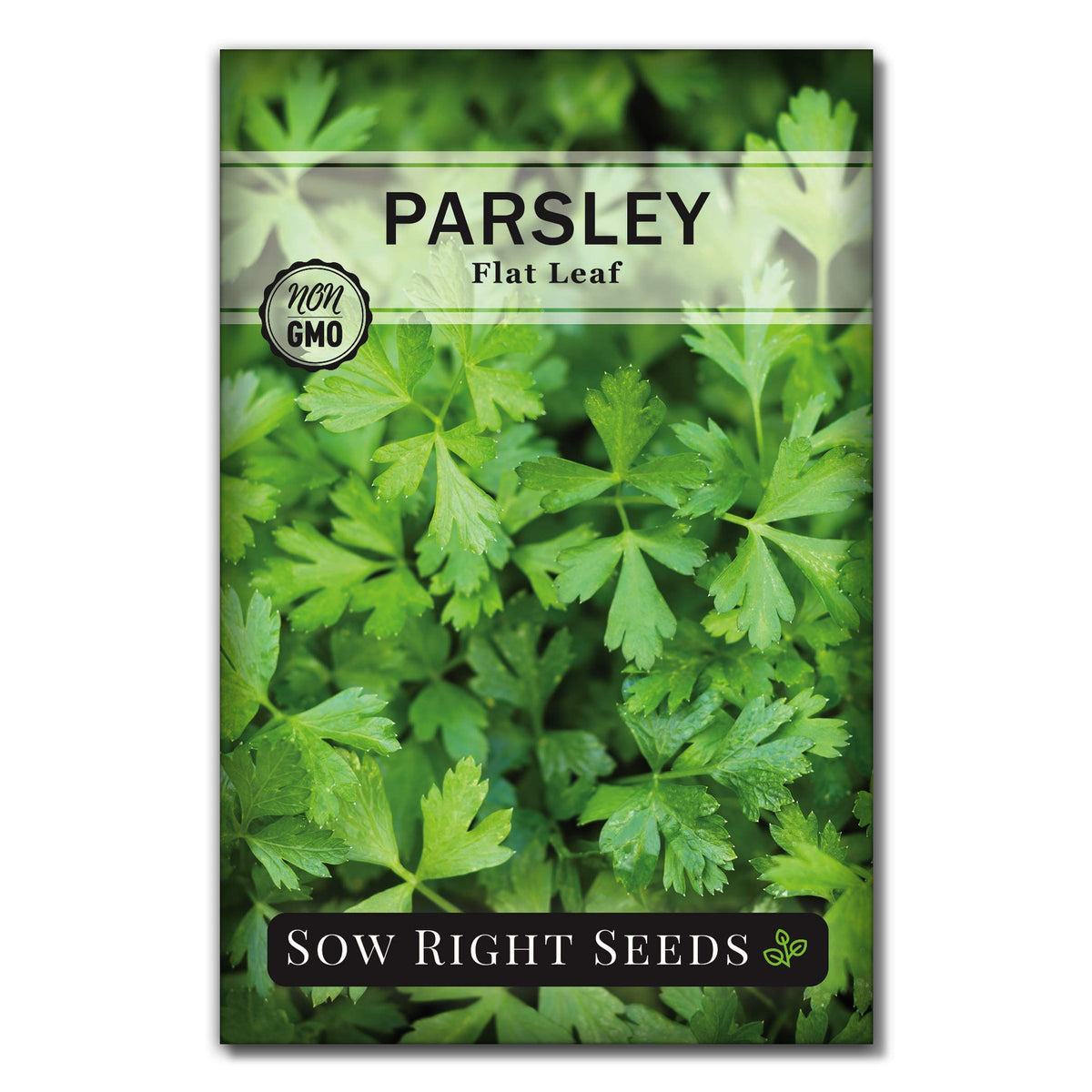 Sow Right Seeds - Flat Leaf Parsley Seed For Planting - Non-Gmo Heirloom Packet With Instructions To Plant And Grow A Kitchen He