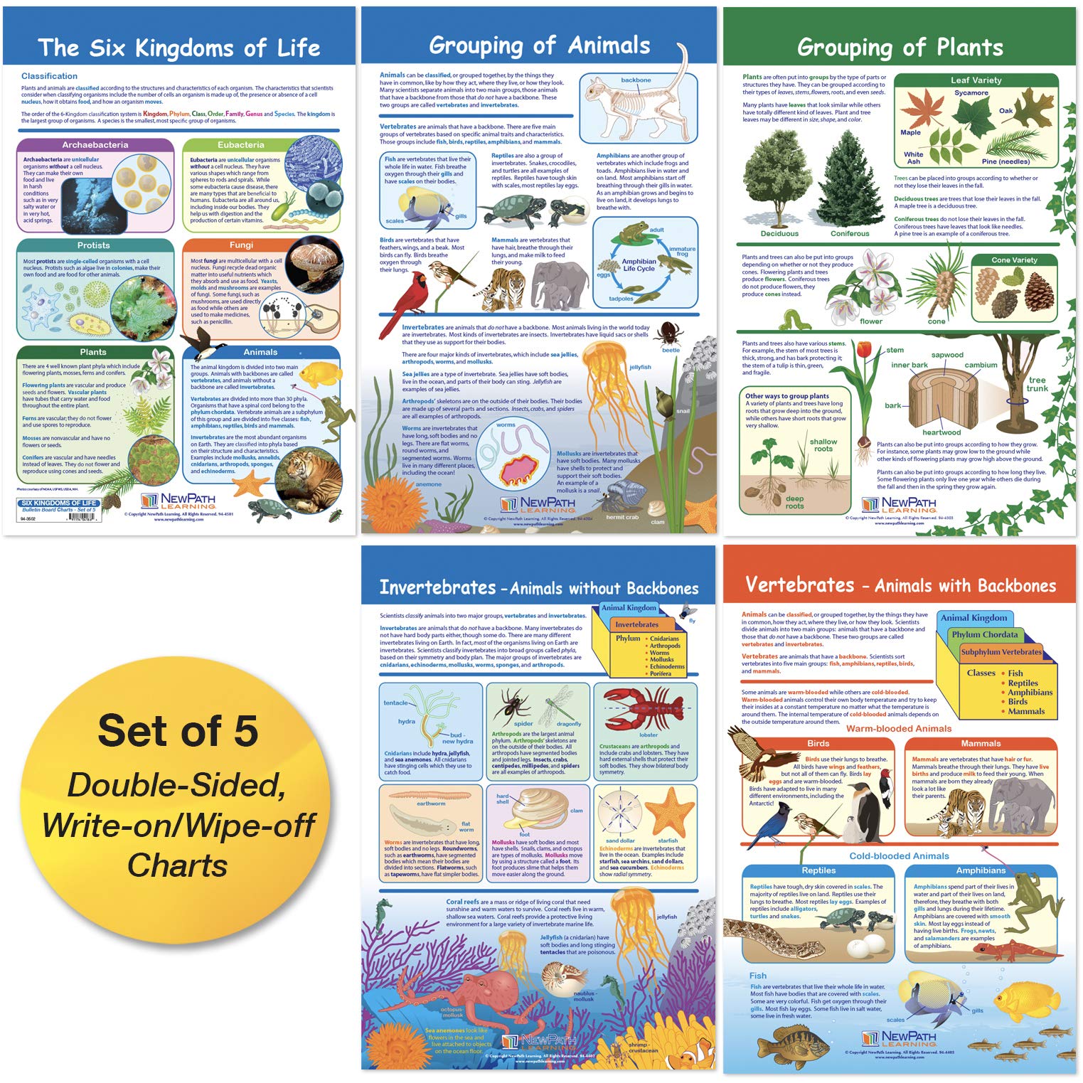 Newpath Learning - 94-3502 The Six Kingdoms Bulletin Board Charts, 12 X 18 Inch, Full Color, Set Of 5