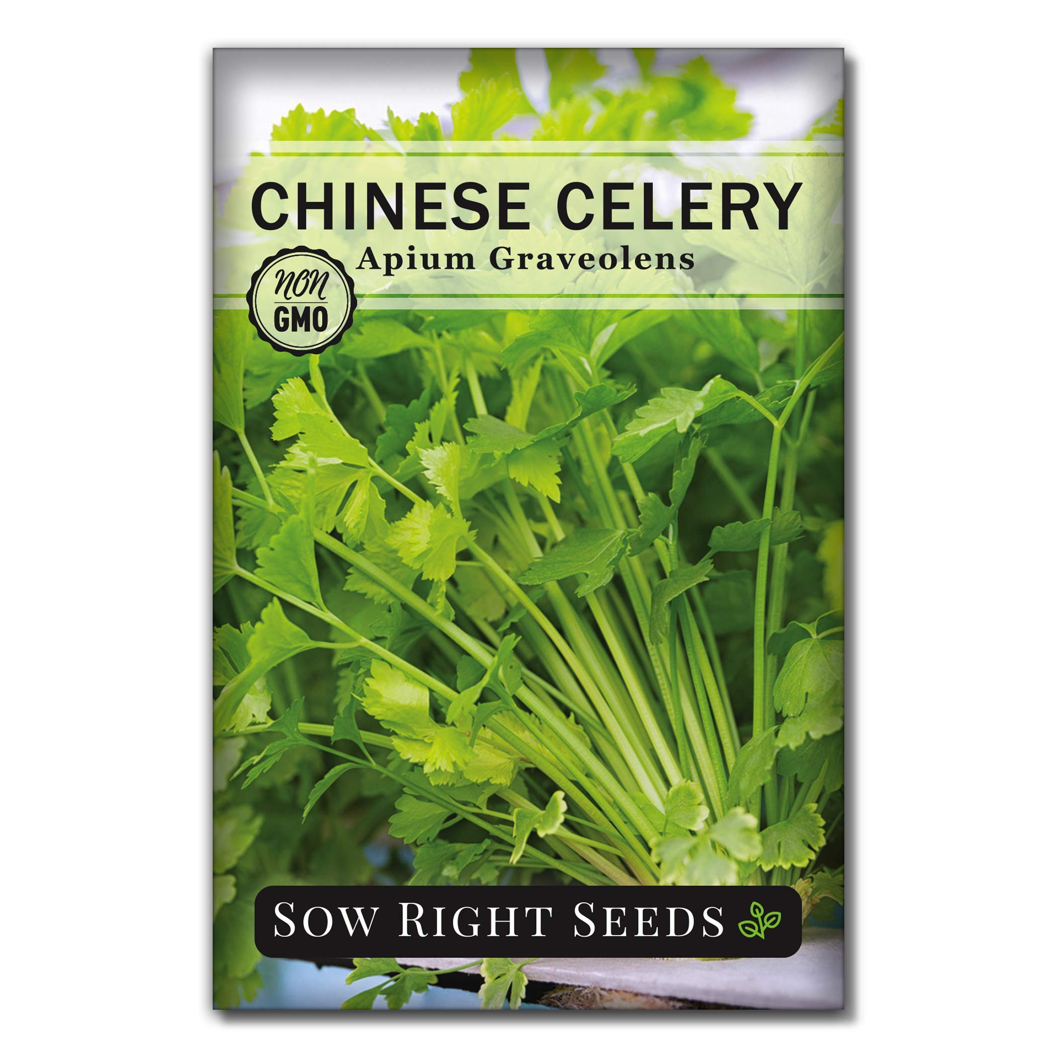 Sow Right Seeds - Chinese Celery Seeds For Planting - Non-Gmo Heirloom Packet With Instructions To Plant And Grow A Home Vegetab
