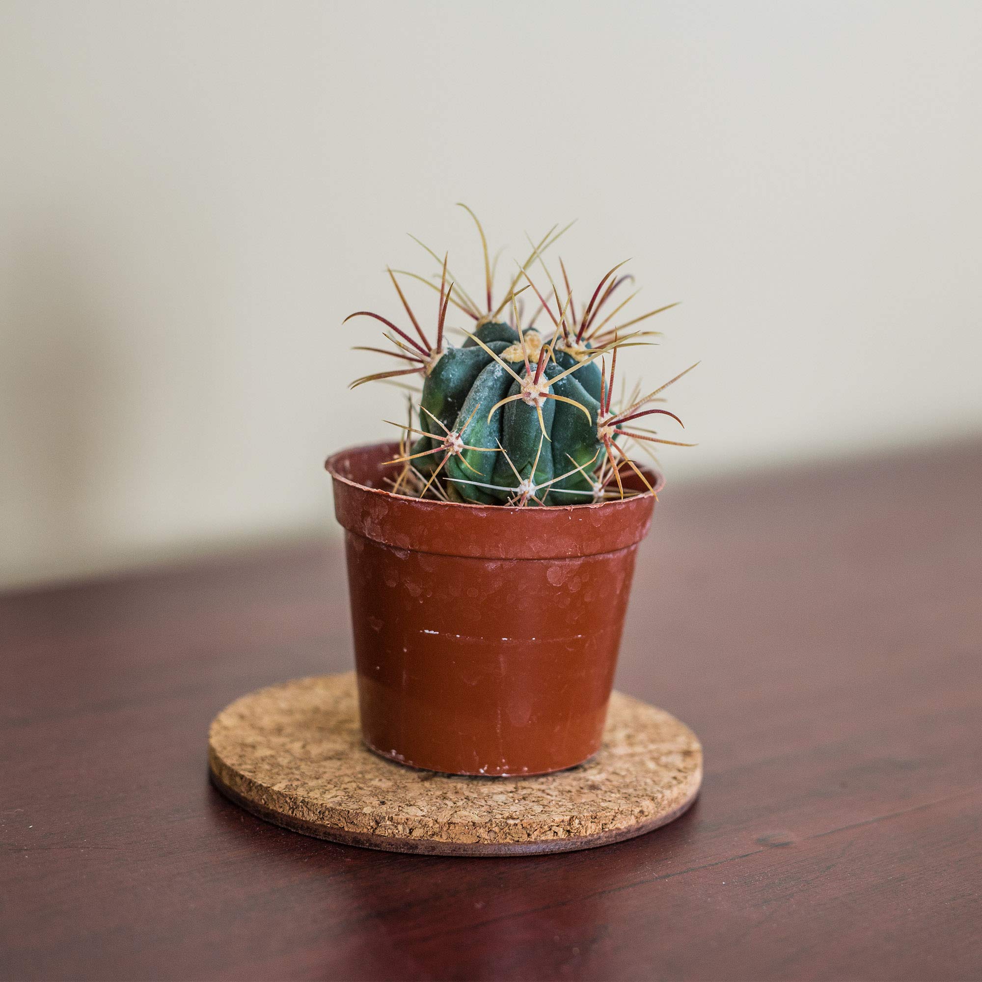 Gardener'S Blue Ribbon 4 Inch Cork Mat Cm4