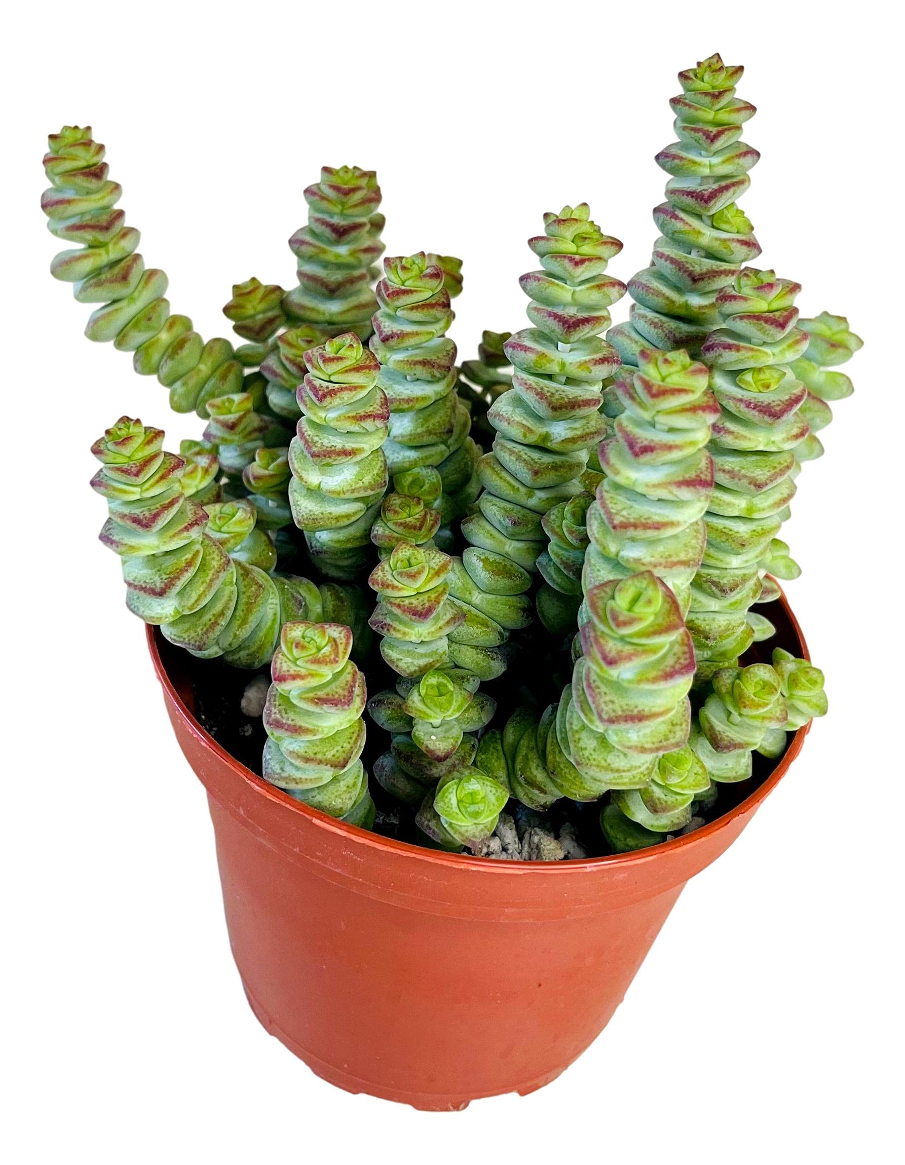 4' Crassula 'Baby'S Necklace', Live Trailing Succulent Fully Rooted In Pots With Soil Mix, Rare House Plant For Home Office Wed