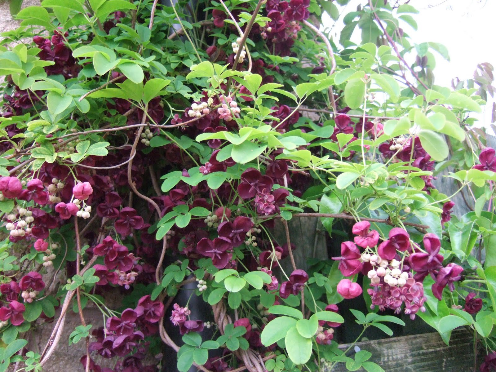 Chocolate Vine Perennial - Edible - Akebia Quinata - 2.5' Pot