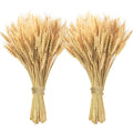 Phliofd 200 Pcs Dried Wheat Stalks, Dried Flowers 100% Natural Wheat for Home Kitchen Office Flowers Arrangement Wedding Table C