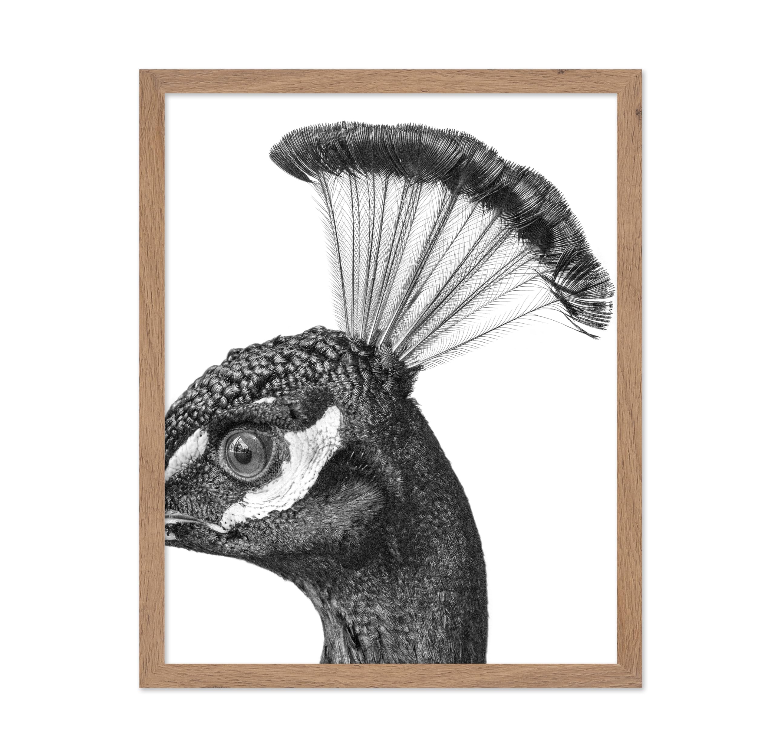 Poster Master Vintage Peacock Poster - Retro Peacock Head Print - Bird Portrait Art - Gift for Him, Her, Bird Watcher, Animal Lo