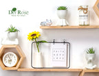 Der Rose 3Pcs Fake Succulents Plants Artificial For Bathroom Bedroom Home Room Decor Aesthetic Indoor